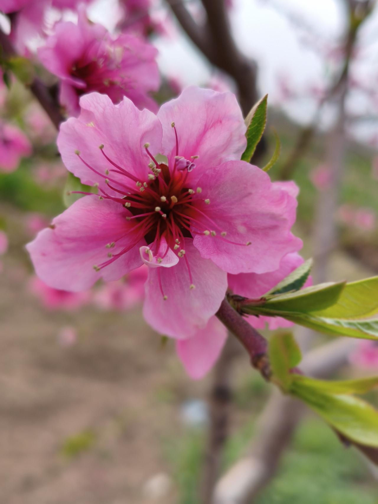 我今年62岁，退休两年，同事同学朋友几乎都退休了，但每个人的退休生活都不相同。