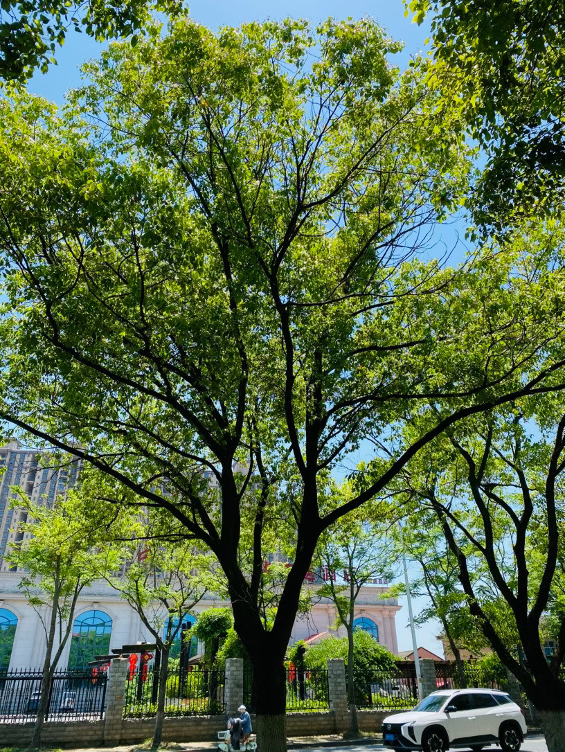 生活手记记录真实生活摄影立夏摄影摄影立夏，在绿荫里接住一整个夏天，风里终于有了