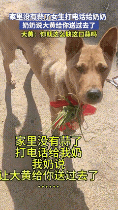 广西一户人家的日常，凭一只狗狗暖萌出圈，治愈了无数网友。女生蹲在厨房门口择青菜