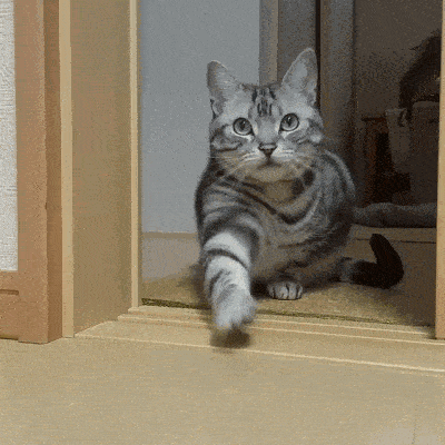 这猫咪什么意思？是让我过去吗？还是它饿了？[捂脸哭]猫咪ø猫咪饮食行为