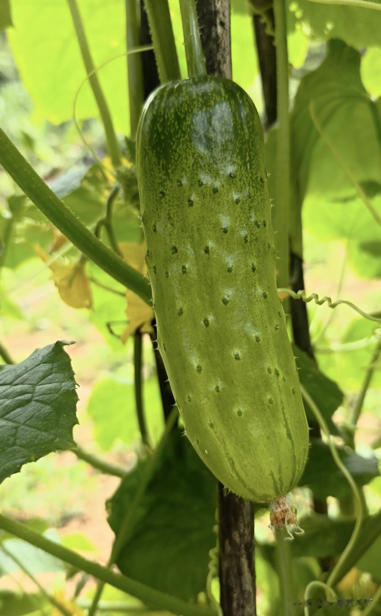 摘黄瓜用剪刀剪蒂把，硬拽黄瓜蒂把，藤子一直“流泪”！弄不好把黄瓜藤子拽断了。每