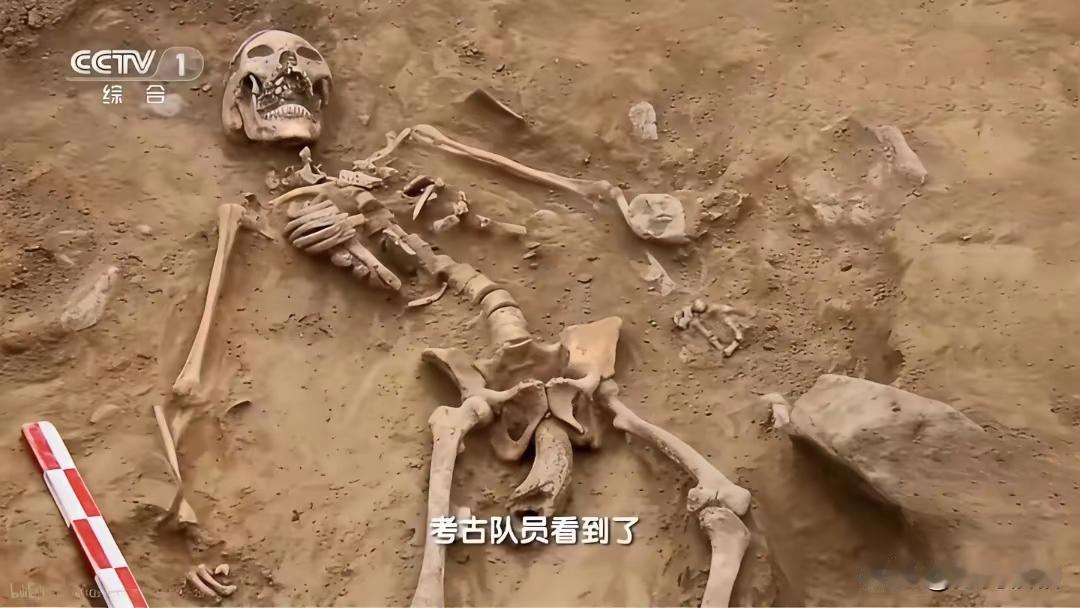 四千年前的遗骸，骨盆里插着牛角，陶寺古城藏着一段残酷往事当考古人员在陶寺遗