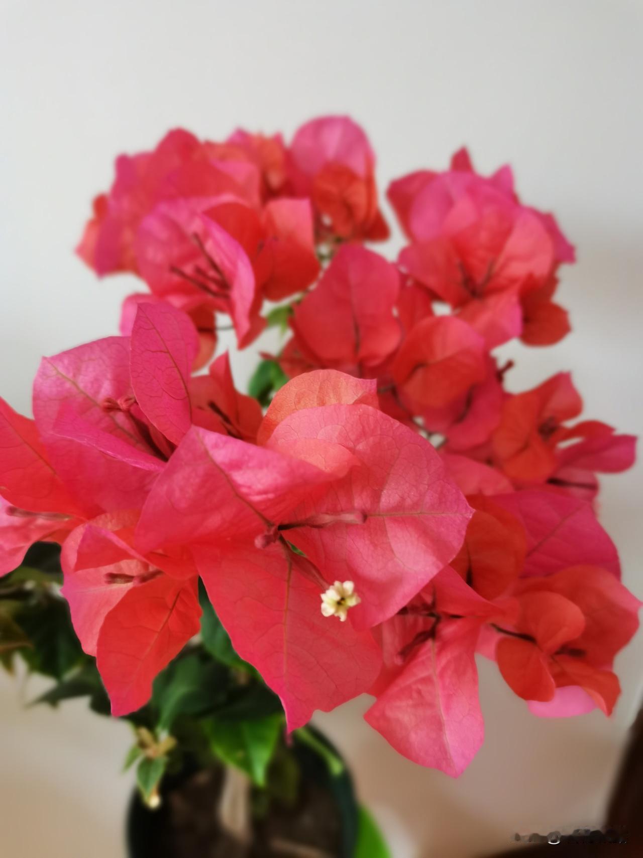 一组家花，三角梅分享欣赏。三角梅，花开热烈，色彩灿烂，自然袅娜，绚烂美丽，花朵鲜