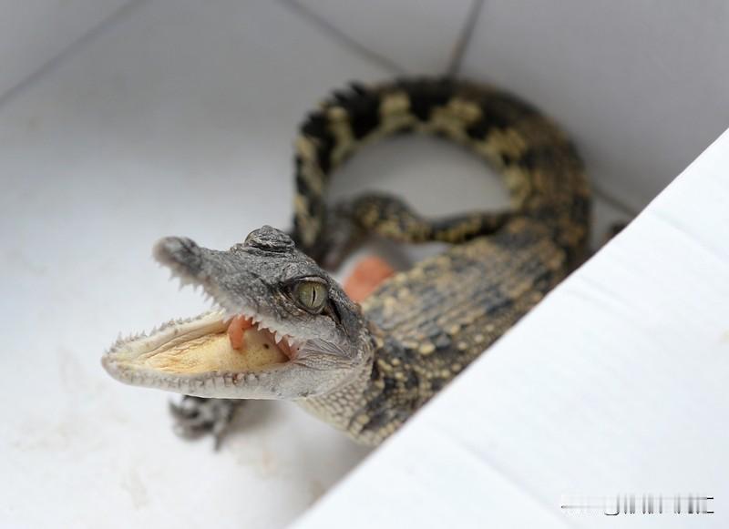 鳄鱼可是捕鱼界的狠角色。它平时会潜伏在水流缓慢、植被茂盛的水域，等鱼靠近，瞬间出