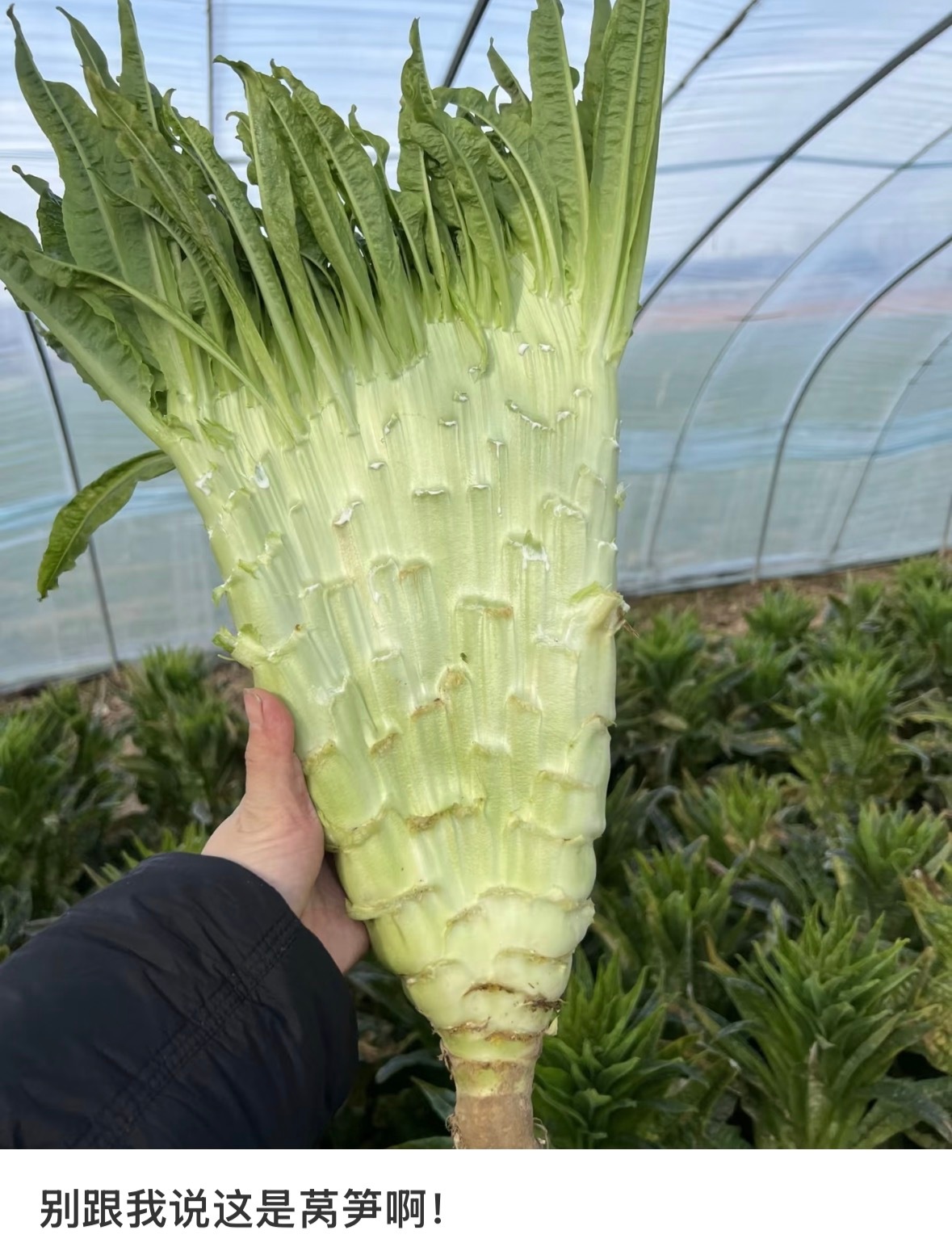 这谁还分得清莴笋和扇子