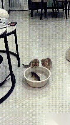 我跟你讲，猫这种东西，骨子里就刻着俩字儿：一个叫“犯贱”，一个叫“天真”。今天