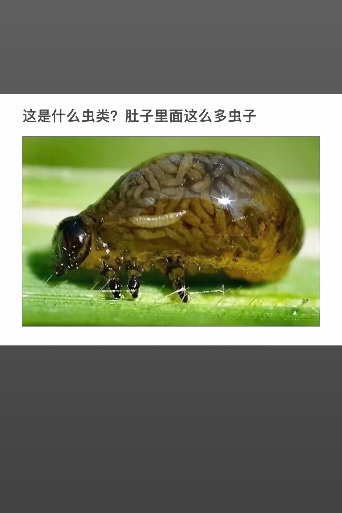 肚子里的虫子大揭秘，这是什么虫类？