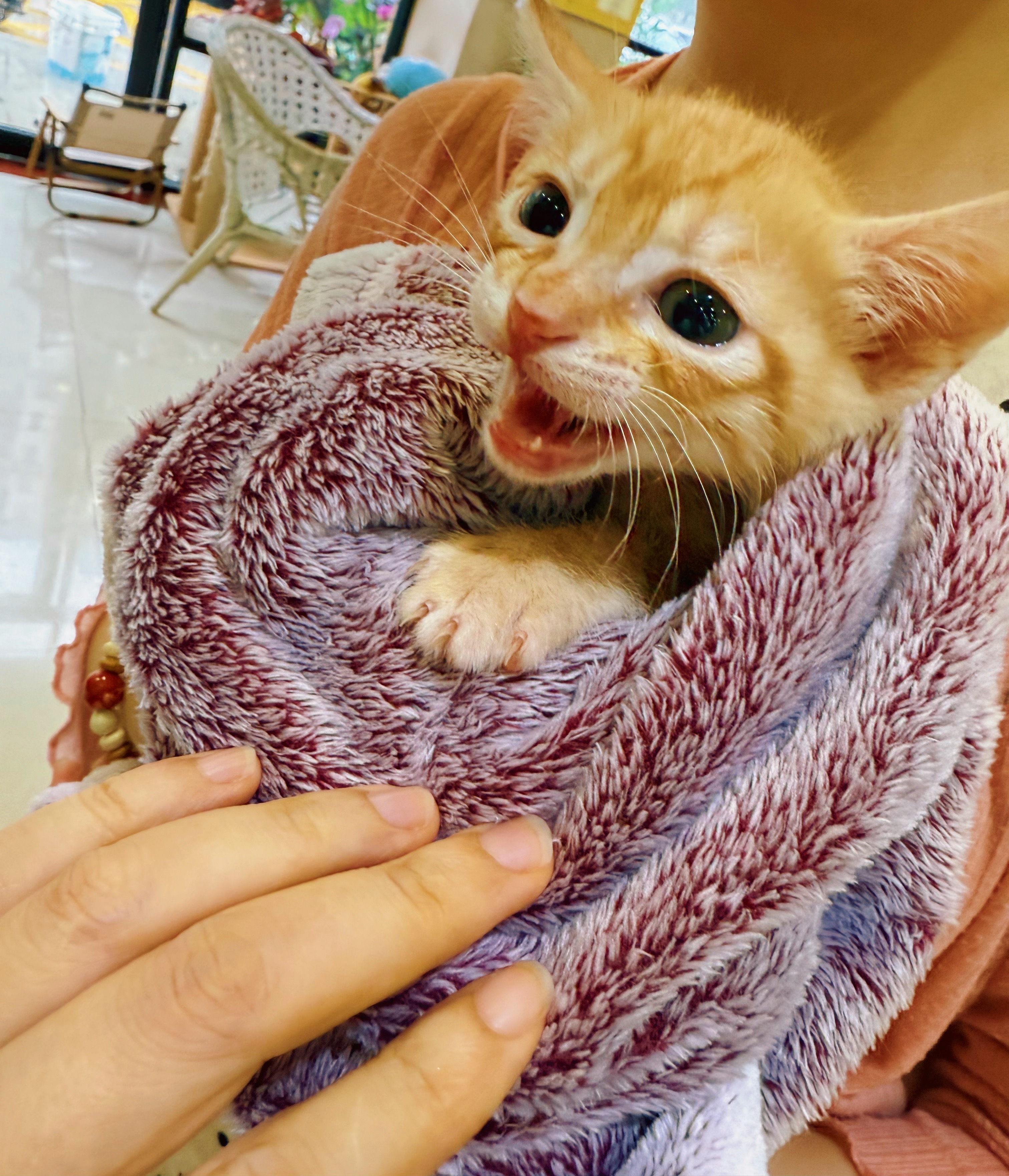 甜甜圈有家了！恭喜恭喜!🎉🎉猫深圳领养深圳