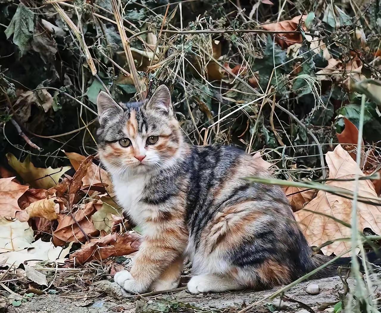 哎！如此可爱漂亮的三花小奶猫竟也沦为了流浪猫。瞧它那稚嫩的模样，估计也就三个月