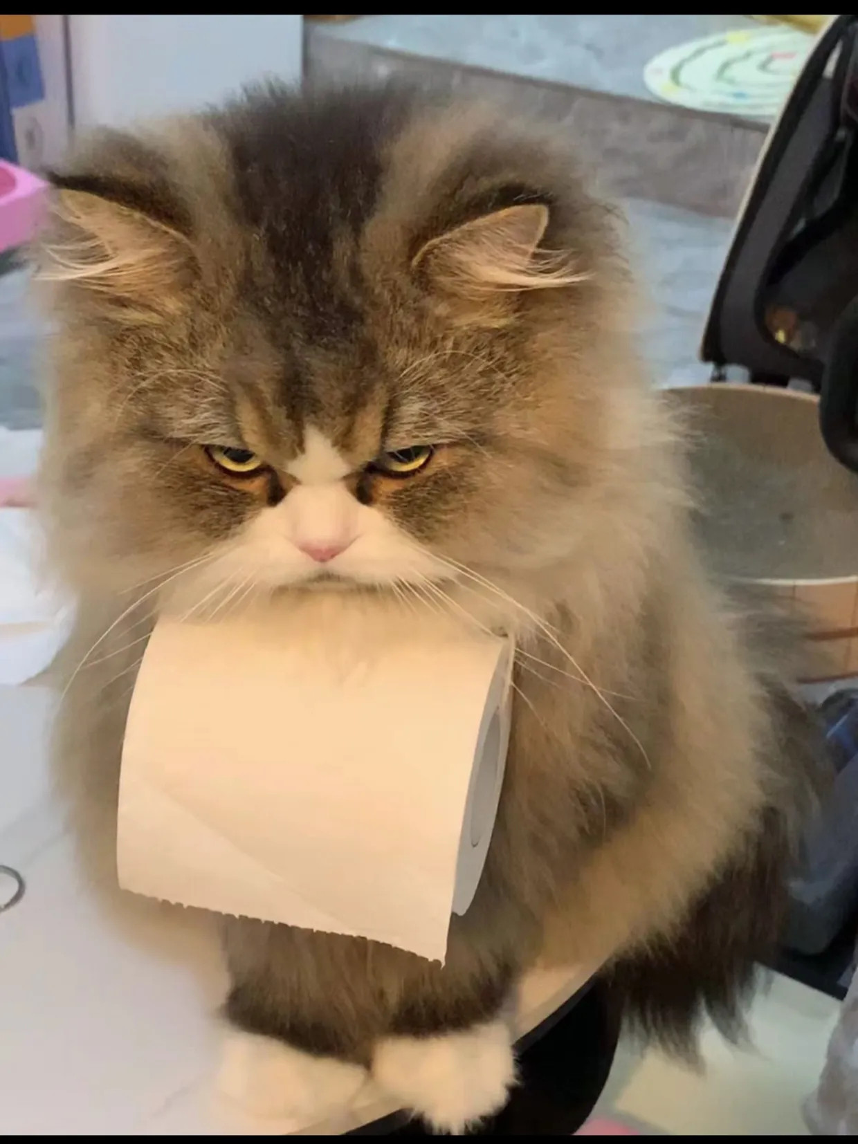 半夜起来上厕所，喊猫猫给我送纸[笑着哭][笑着哭]这眼神感觉会吃了我[笑着哭]​​​