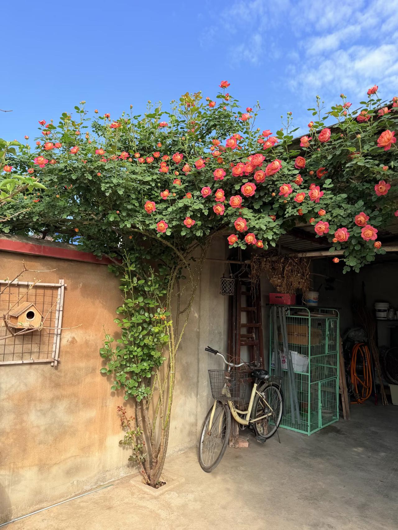 幸福和快乐，其实就在我们身边，比如眼前这一颗花🌺