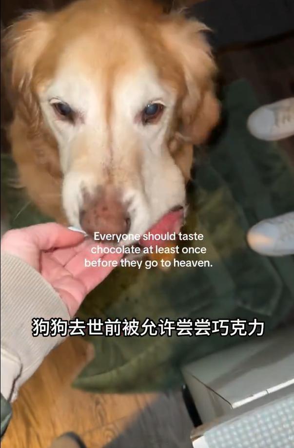 狗狗去世前被允许尝巧克力白左的脑残行为…狗子喜欢吃甜的，临死不如给他吃点蛋糕或