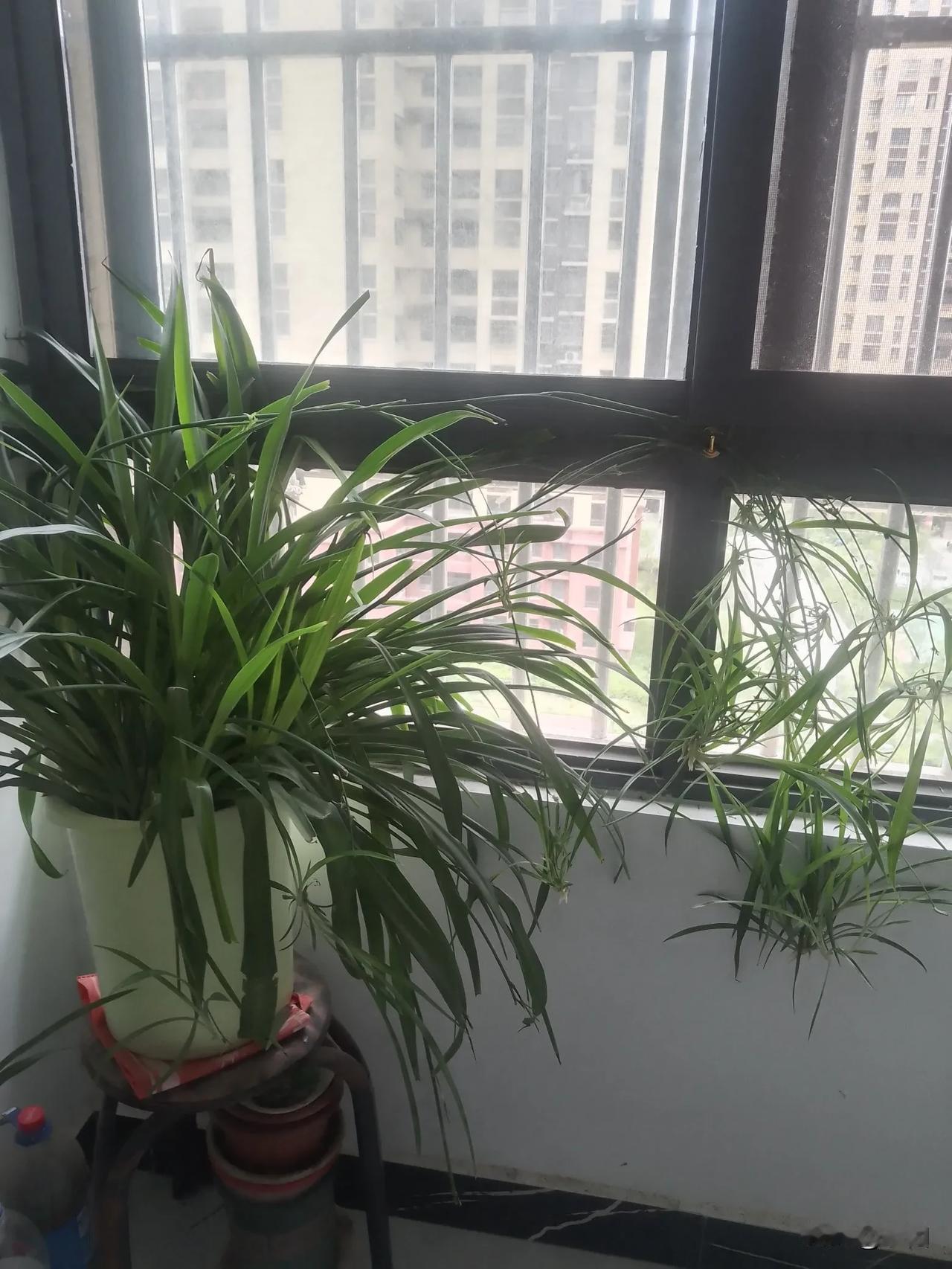 我家附近有个花鸟市场，每次看到喜欢的花，腿就迈不开步了，挑两盆正开着的花带回家。
