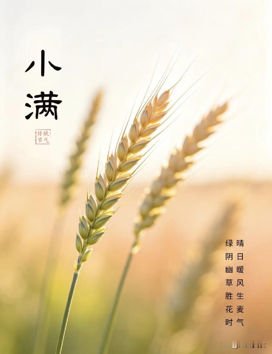 “小满太阳笑，遍地起坟头”，今天小满，晴天有什么预兆？2026年迎来难得的