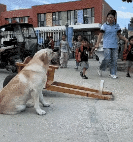 真拉风，小狗一定很喜欢这份工作