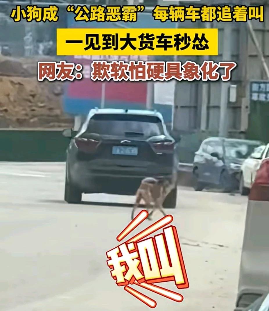 “公路恶霸”小狗狗把欺软怕硬演绎得淋漓尽致，生活中，很多人是不是像这样子？