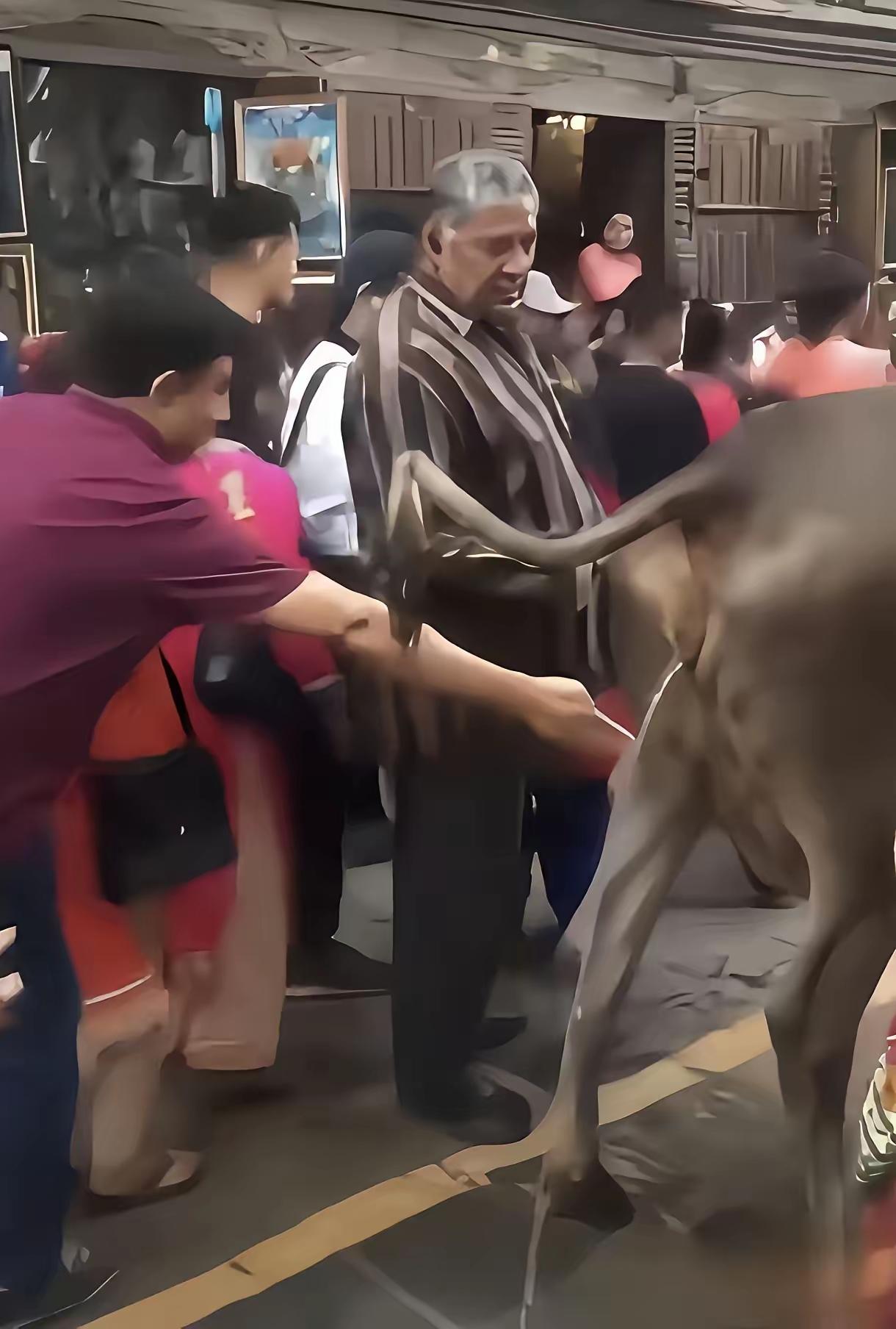 新加坡街头最近上演了一幕奇观。​一群印度人牵着牛，在街上搞庆祝活动。这倒没什么