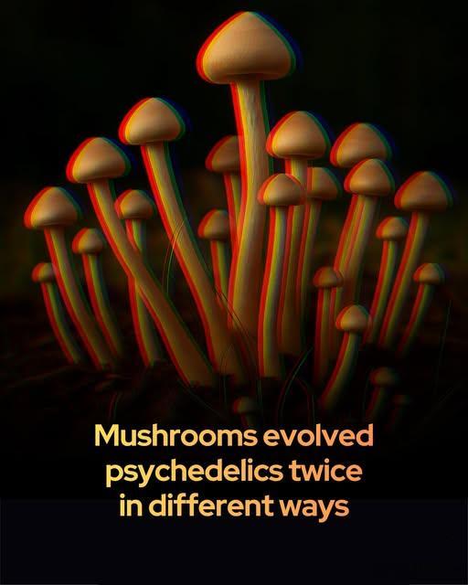 一种简单的鼻滴剂可能击败最凶险的脑癌。胶质母细胞瘤仍是脑癌中最具侵略性和致命性的