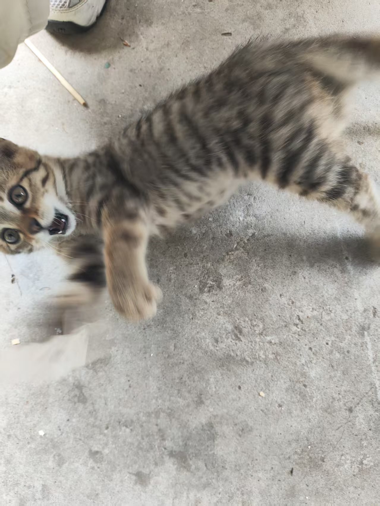 猫儿这个迅猛​​​