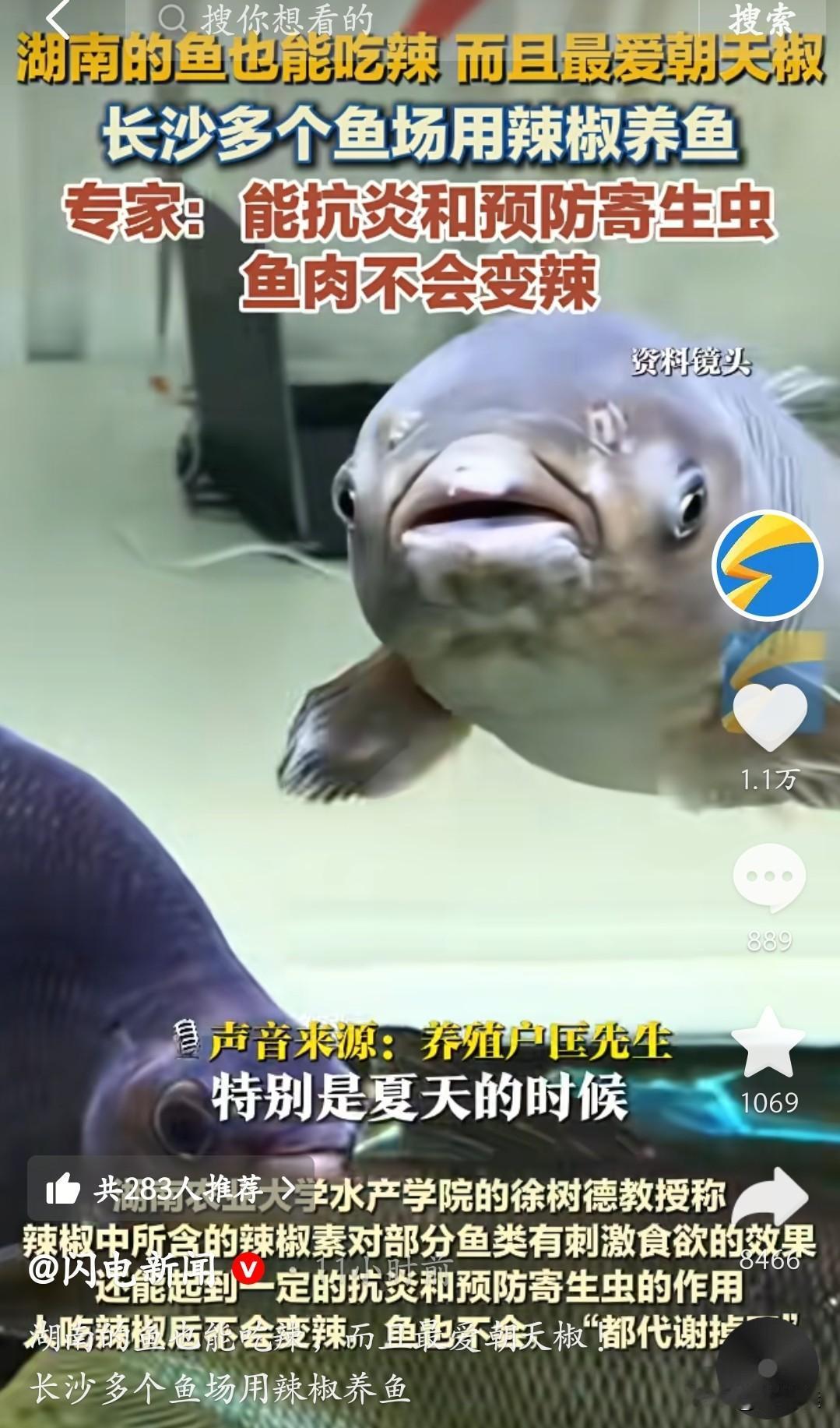 湖南的鱼成精了！居然抢着吃朝天椒！我刷到长沙鱼场老板说，之前商家囤的辣椒卖不出