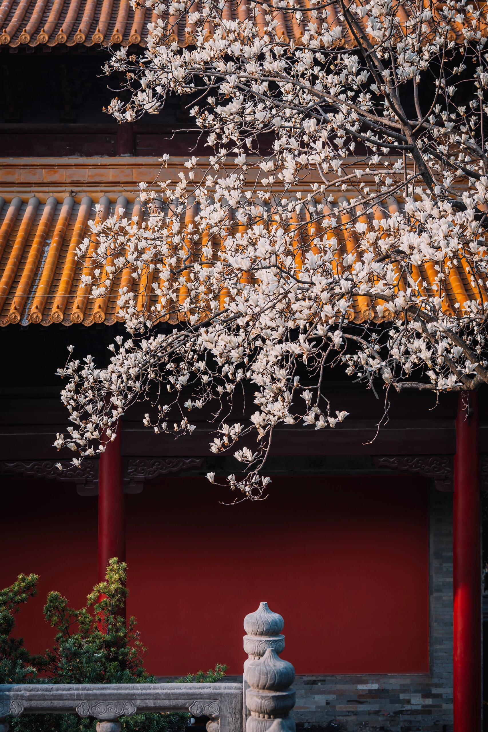 南京朝天宫的顶级中式美学，红墙为笺，玉兰作序，六百年宫阙一树素白。在南京找到了古