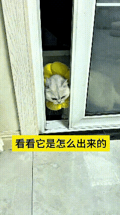 反复看了几遍这段视频，不由得感叹小猫实在机灵。门缝留得很窄，正着身子根本没法钻出