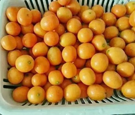 把它蒸熟, 只吃一口, 孩子咳嗽, 管两三年不再发!
