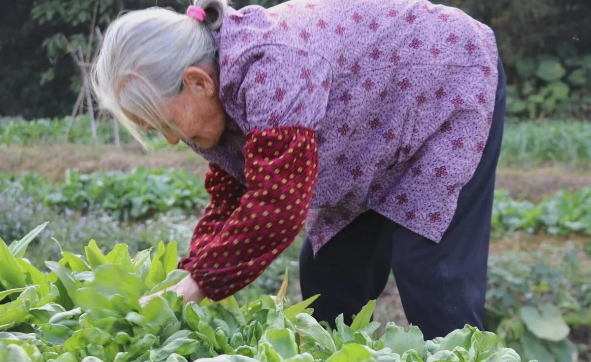 河南，65岁老母亲进城，想跟儿子借800元。老人家腿疼，玉米熟了，地里等着收，她