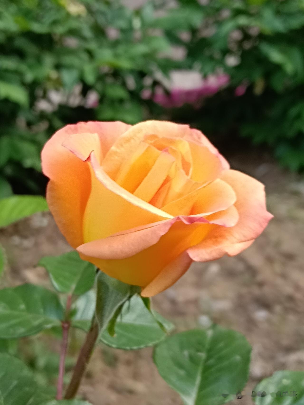 1、属鸡的人——守财2、属牛的人——招财3、属兔的人——进财4、属龙的人—