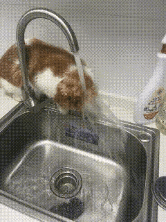 你看这只猫咪趴在厨房里的洗菜盆上，想把水笼头里流出来的水抓在爪子里，或者扒拉到一