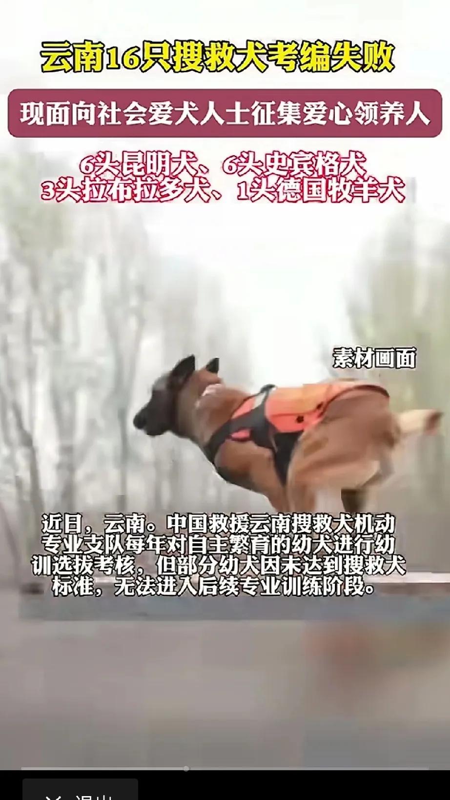 爱狗人士好消息来了，云南有16只搜救犬考编失败，现征求爱心人士收养。这样的机会