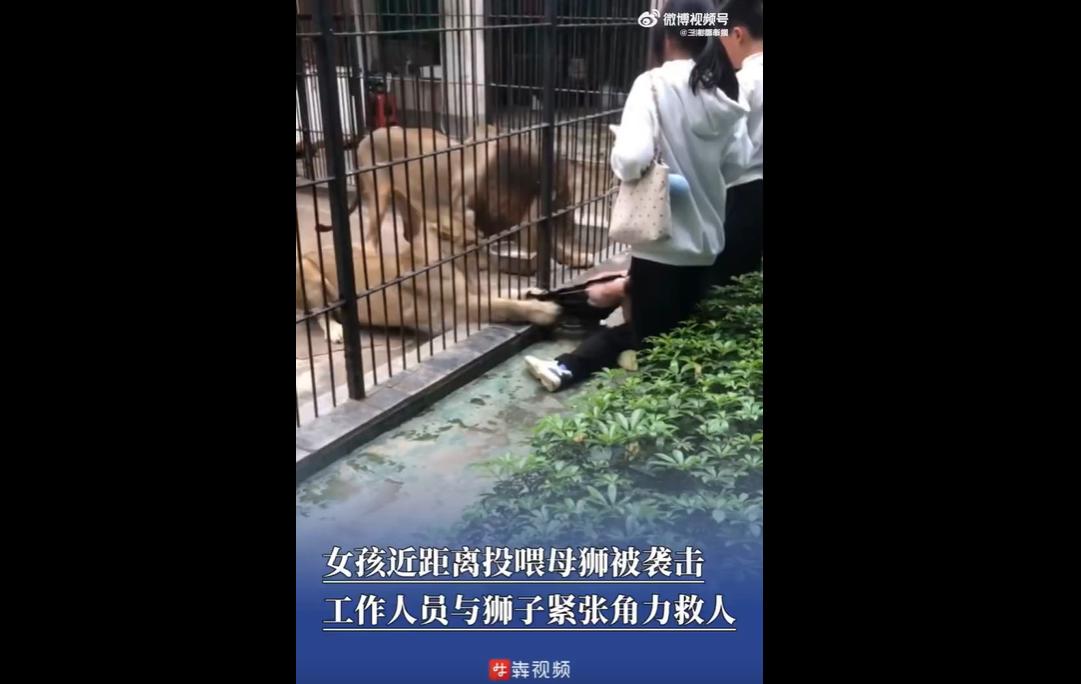 2月28日，广东汕头一女童在动物园投喂时被狮子抓住，所幸饲养员及时施救，孩