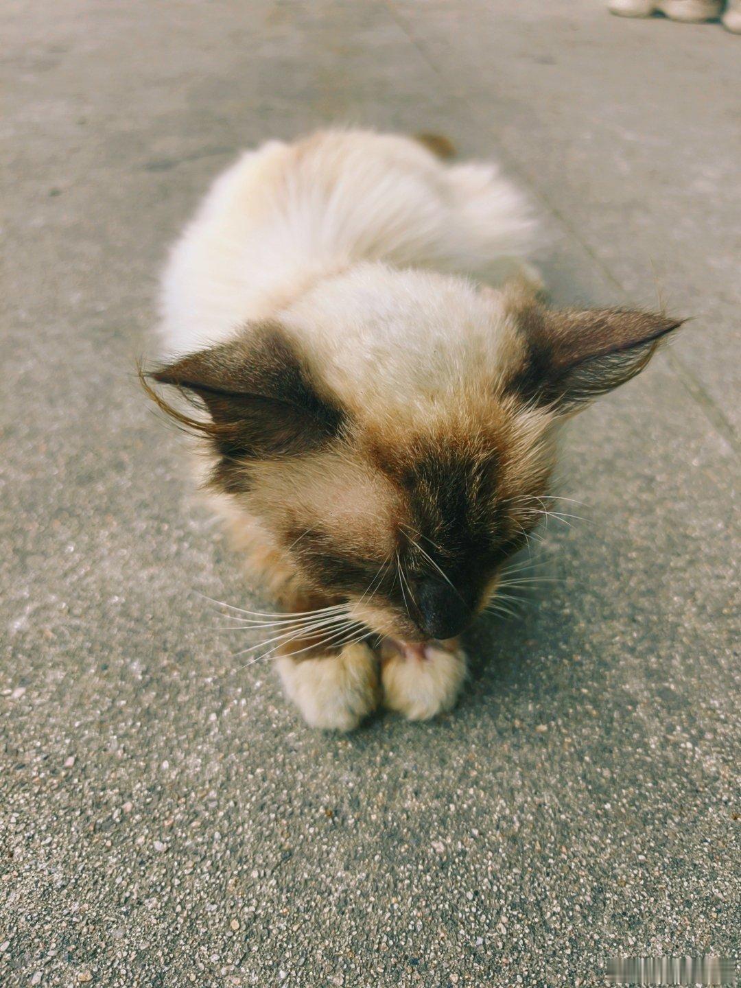 偶遇一只流浪猫可爱得紧