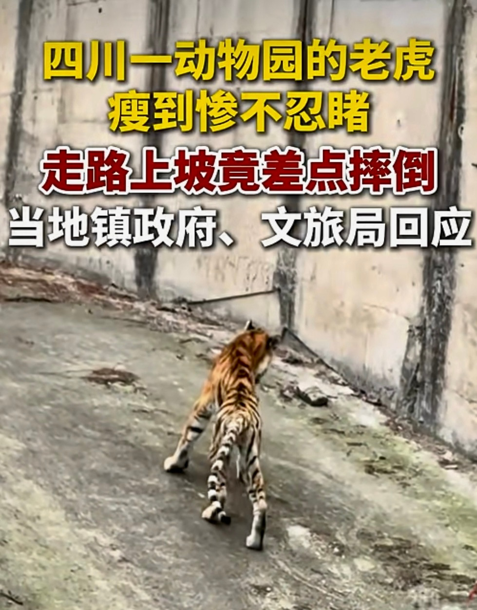 四川隆昌一动物园的老虎瘦成纸片，一走三愰惨不忍睹，当地镇政府、文旅局分别作出回应