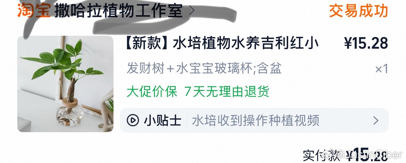 太多朋友问我这个棵水培发财树了，是在这家买的（我感觉直接搜‘水培发财树”出来的都