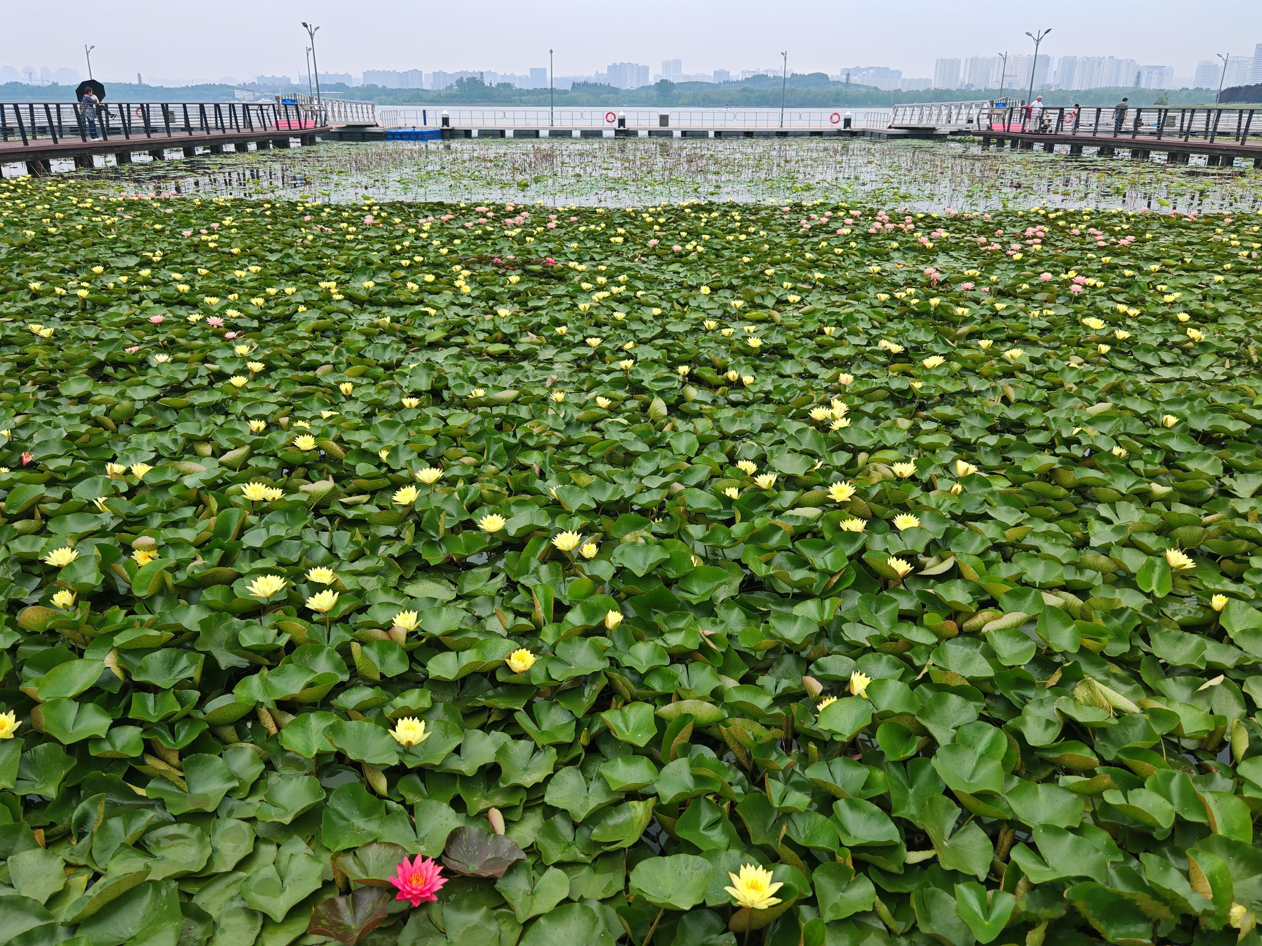 十里荷塘万柄红，亭亭玉立碧波中。蜻蜓点水寻香蕊，蛱蝶穿花舞晚风。寻美中国寻美河