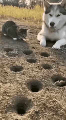 猫和狗的反应能力根本不在同一个级别