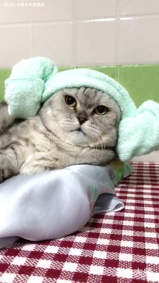 大懒猫的可爱之处