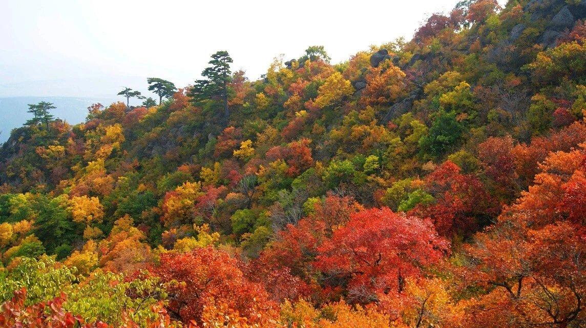 可以分享一张秋景树叶的的照片吗家里的后山上，枫叶和不同种类的树木交织在一起，没啥