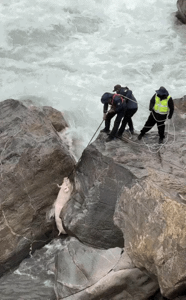 猪：我从海上飘过的，你信吗？