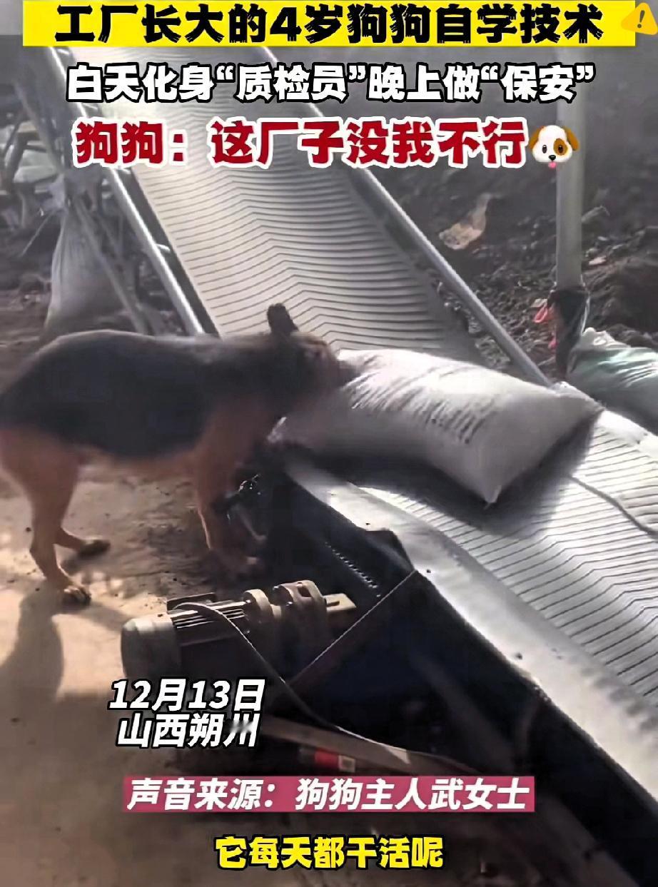 山西朔州这只狗狗也太会报恩了吧！被饲料厂收养后，直接把自己活成“全能员工”，