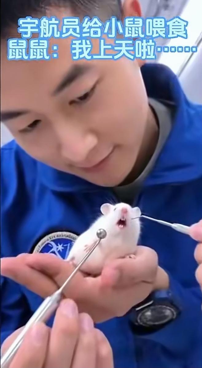 灵宠上线，把实验小白鼠整成宠物了。这很好，下次弄只猫上去吧。在太空养点宠物很有