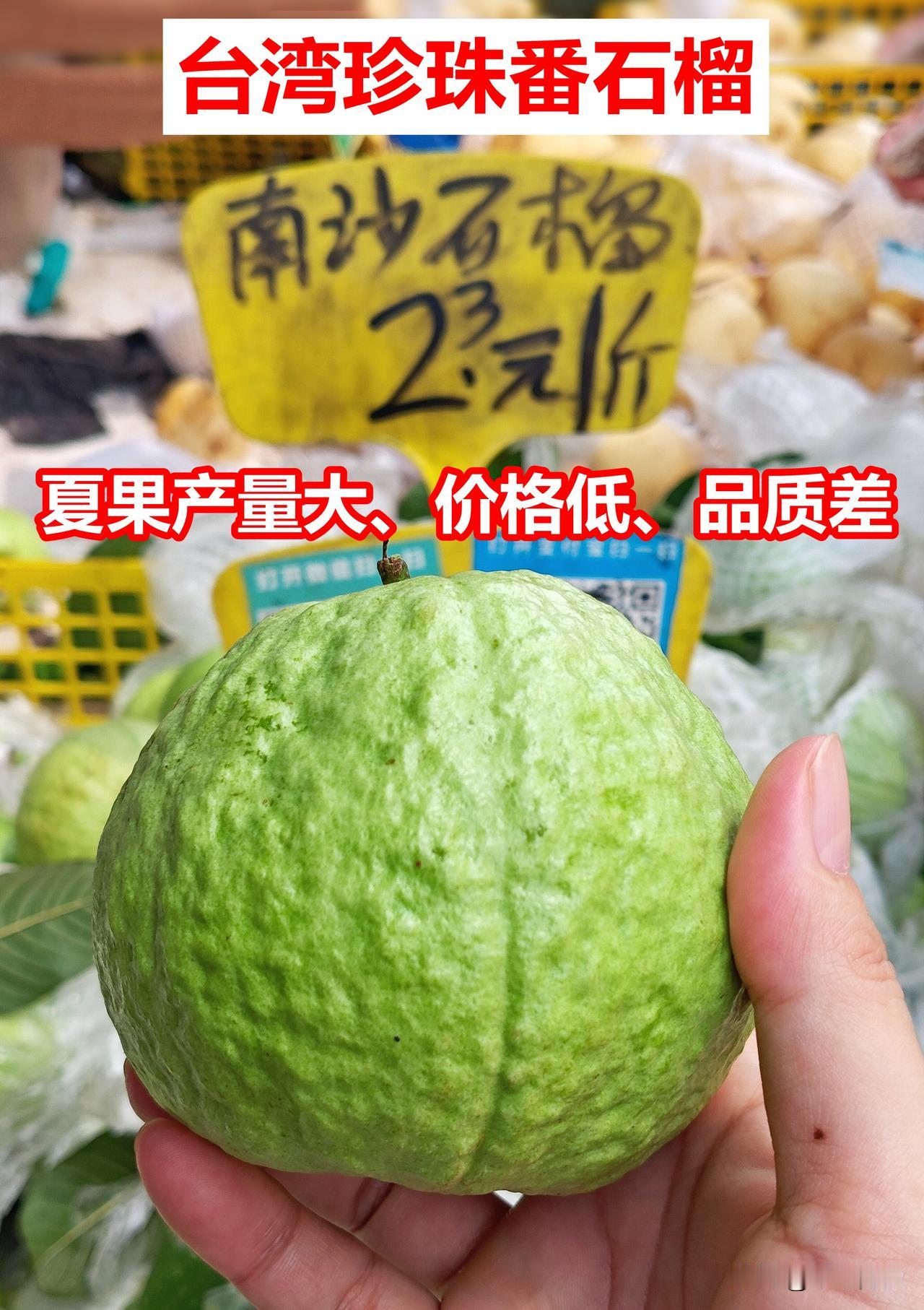 番石榴，为何夏天那么便宜？最低1元。台湾引进的珍珠番石榴，广州种植最多。它口