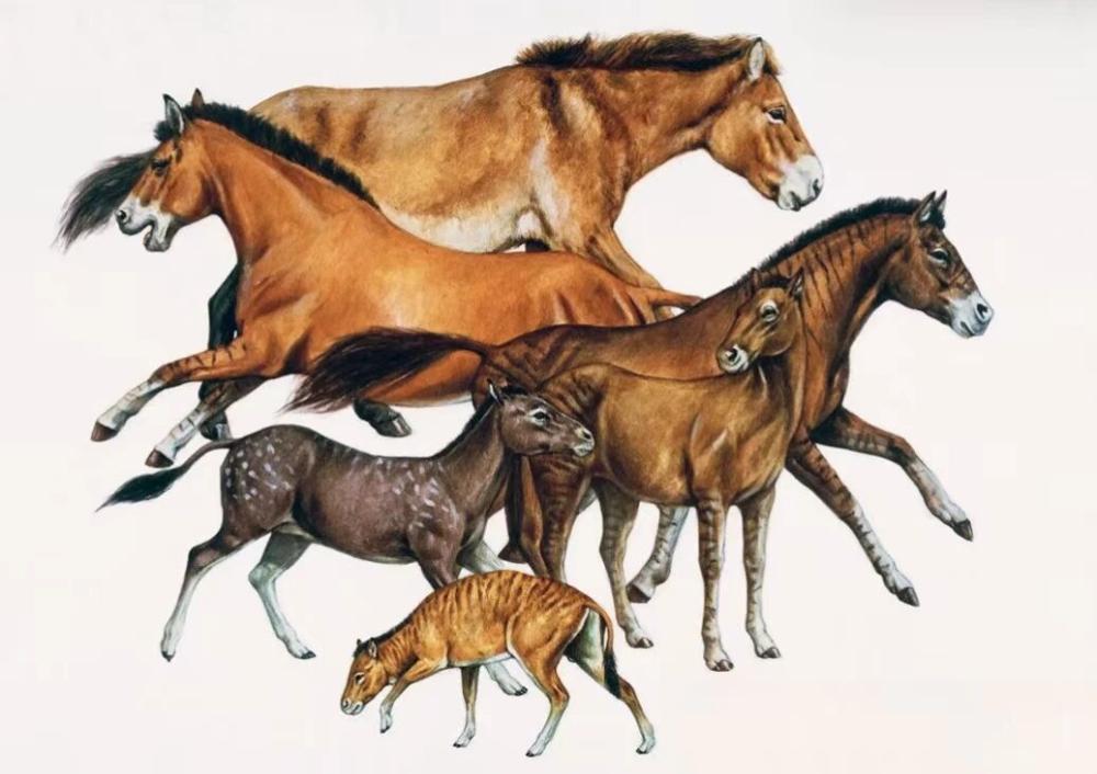 马想问: 世界上最早想到驯化马的人, 到底是谁? !