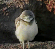 每天一条冷知识猫头鹰的眼睛是固定在眼眶里的管状结构，无法像人眼一样转动。但是它