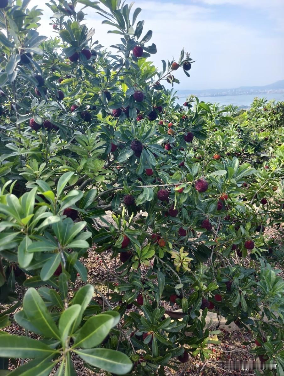 漳州杨梅被曝打药水，这位梅农说破真相：看着别人卖高价，我眼红2026年五月