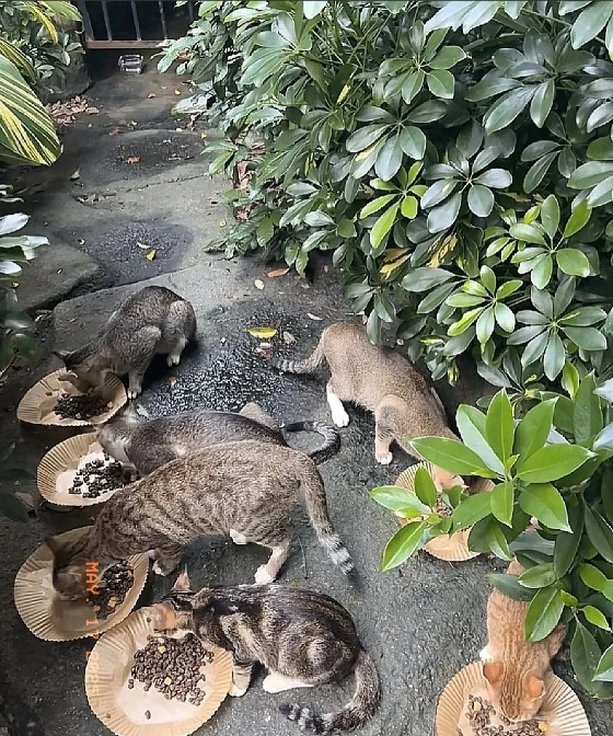 我们楼的老阿姨喂流浪猫喂了十几年，去年老阿姨生病了，没办法出门了。没想到这些