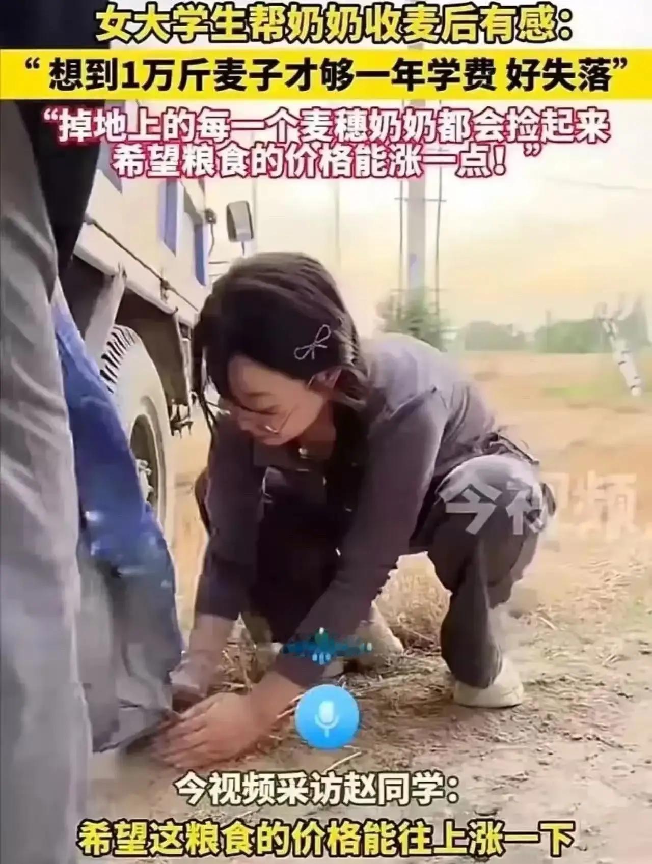 笑不出来了！女大学生帮奶奶割麦，算完一笔账当场破防：奶奶，你弯了一辈子腰，才够我