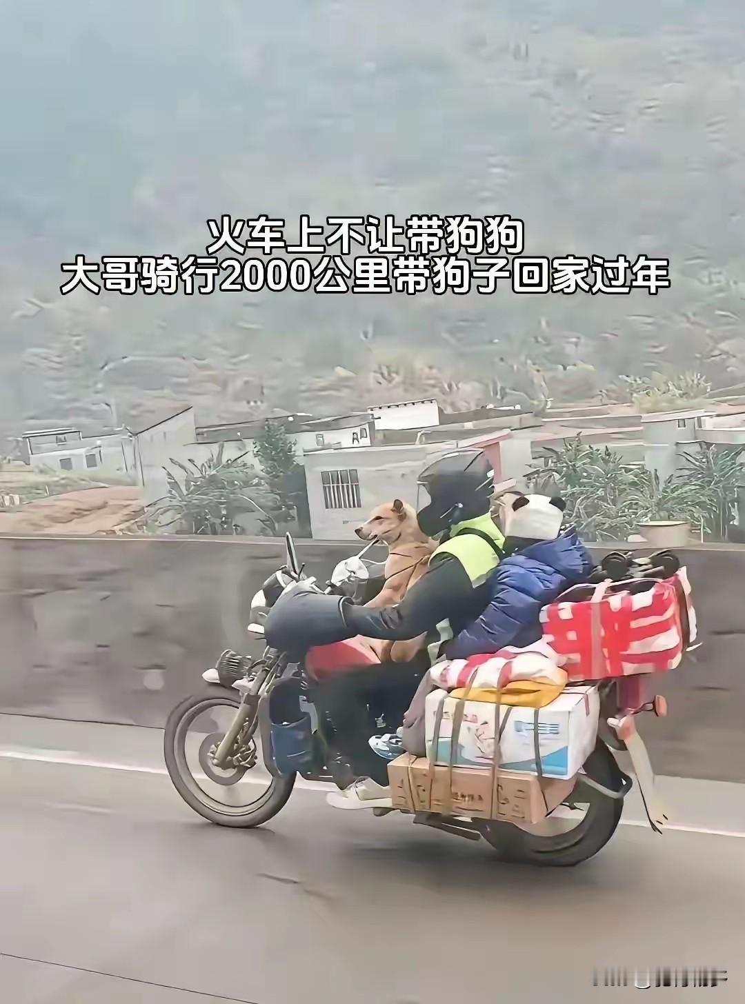 1800公里的距离，骑摩托带狗狗回家，人是善良的，狗狗也是幸远的。