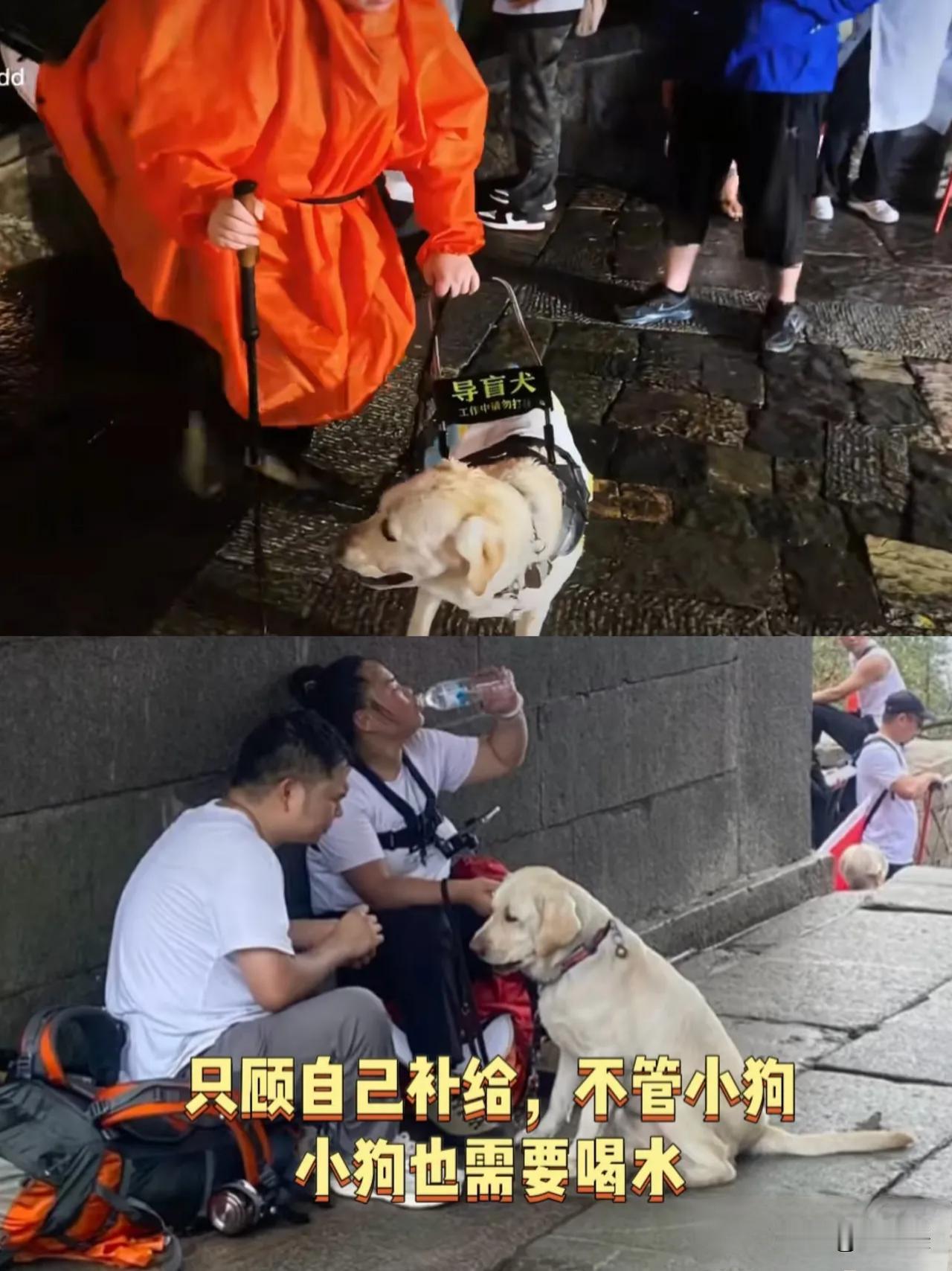 300只导盲犬抢着服务1700万人，凭啥让芬迪冒雨爬泰山？全国就300来只